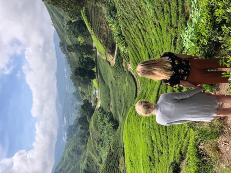 Cameron Highlands - Tea Plantation
