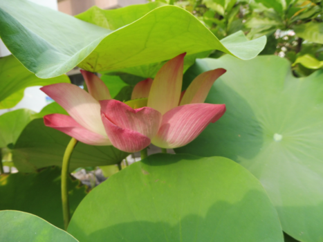 Thailand - Blijft een mooi land maar de lotus blijft mijn favoriet