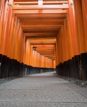 Japan - So many tori gates