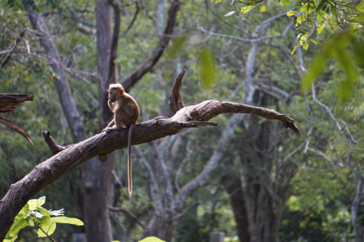 Anuradhapura - De denker