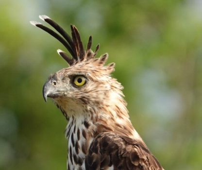 Sri Lanka - Kuifarend