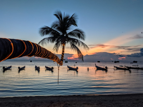 Bangkok - Crazy Palmtree