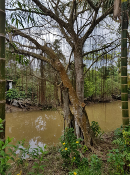 Mekongdelta - Mekong boom