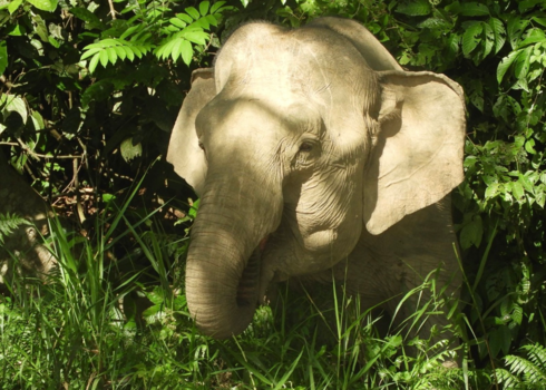 Rondreis door Maleisisch Borneo - Pygmy elephant, Kinabatangan River, Sabah