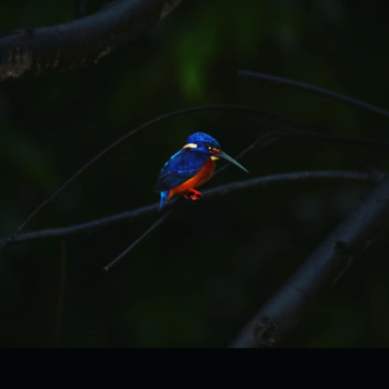 Rondreis door Maleisisch Borneo - Collorfull cath!