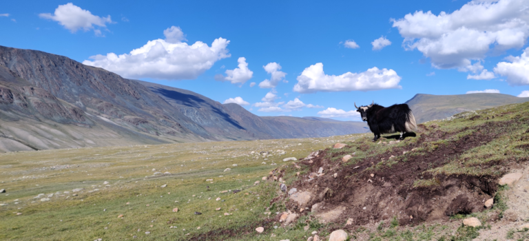 Mongolië - Een Jak kijkt uit over de uitgestrekte vallei van de White River...