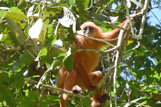Rondreis door Maleisisch Borneo - Red leaf Monkey