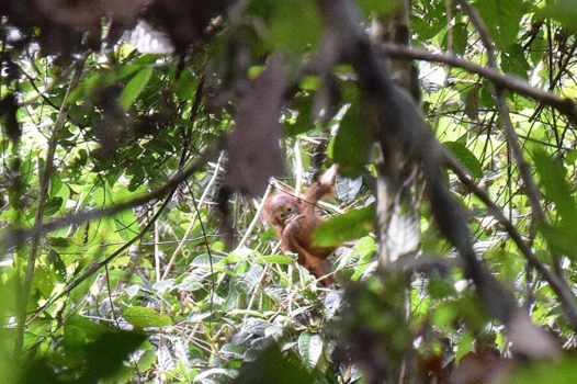 Rondreis door Maleisisch Borneo - Orang-oetang
