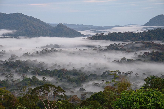 Rondreis door Maleisisch Borneo - Jungle in de ochtend