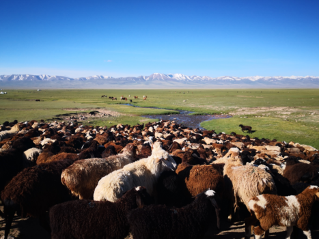 Zijderoute - Schapen in Kirgizië