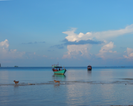 Cambodja - Stray dogs in paradise