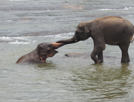 Sri Lanka - Teamwork
