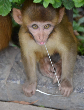 Kathmandu - Monkey bussiness