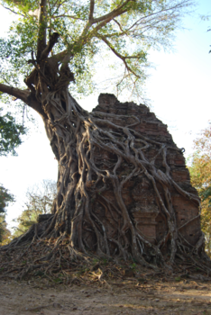 Cambodja - Sambor Prei Kuk