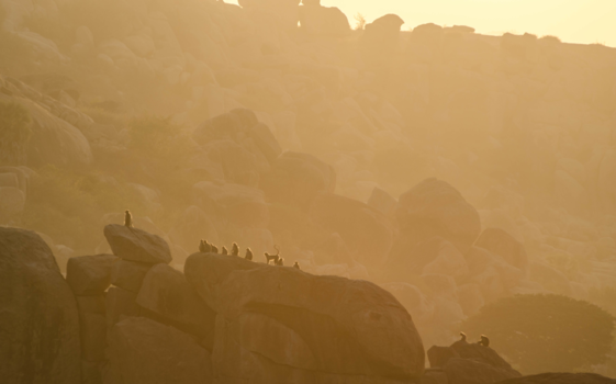 Hampi - Morning monkeys