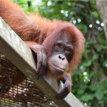 Rondreis door Maleisisch Borneo - Wat kijk je naar mij ...