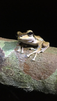 Maleisië - Mulu nationaal park
