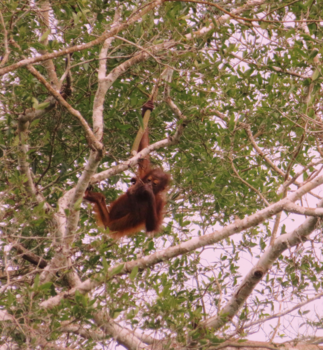 Maleisië - Orang-oetan