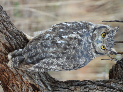 Rondreis door Maleisisch Borneo - Uil bij daglicht