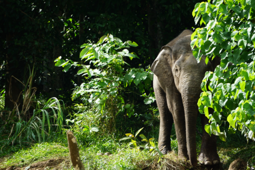 Rondreis door Maleisisch Borneo - Elephant in the wild