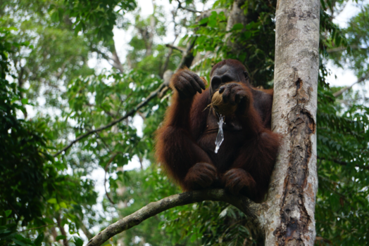Rondreis door Maleisisch Borneo