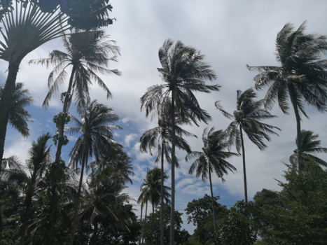 Thailand - Palm trees