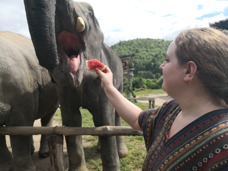 Thailand - Lunch time for the Elephants