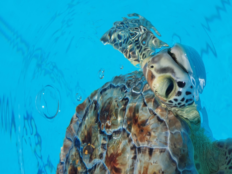 Japan - The turtle in the turle hospital