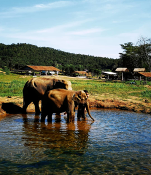 Chiang Mai - Rescued elephants and their caretaker enjoying the cool water