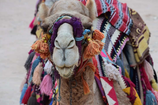 Jordanië - kamelenvriend