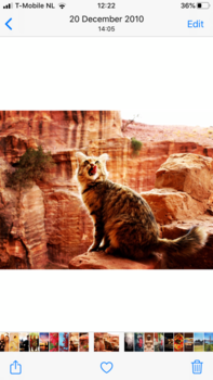 Petra - Wild cat in Petra