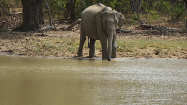Sri Lanka - Olifant♥️