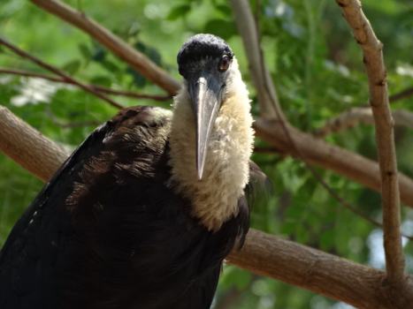 Laos - Wooly necked stork, zijn naam niet gestolen!