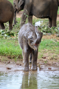 Sri Lanka - Ook een goedemorgen.
