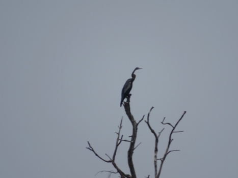 Laos - slangenhalsvogel