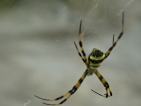 Laos - een soort tijgerspin