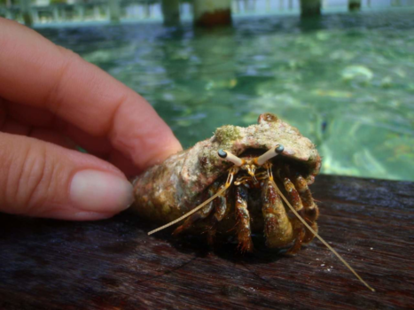 Malediven - My little Friend