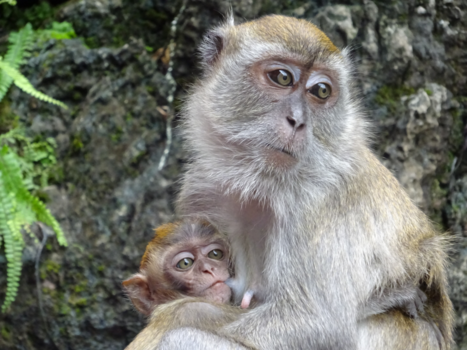 Maleisië - Mother and child