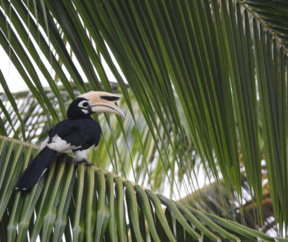 Thailand - Neushoornvogel