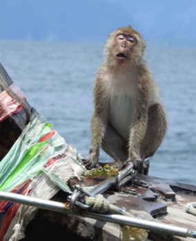 Thailand - Funky monkey 🐒