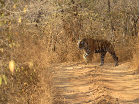 Ranthambore National Park - Overstekende tijger in het Ranthambore National Park in India