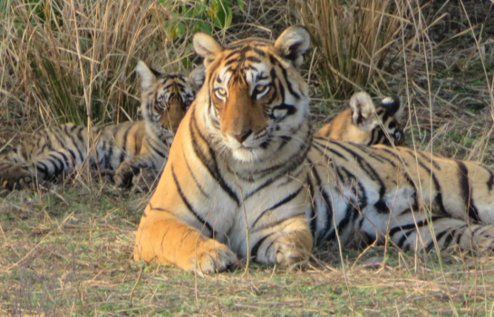 Ranthambore National Park