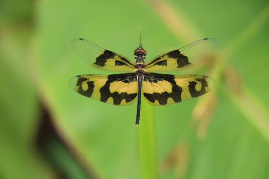 Sri Lanka - Wat een pauw kan, kan ik ook!