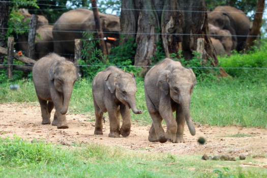 Sri Lanka - Kwik, kwek en kwak