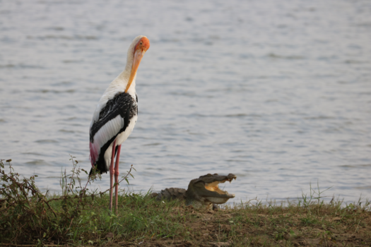 Sri Lanka - Rustig blijven ademhalen