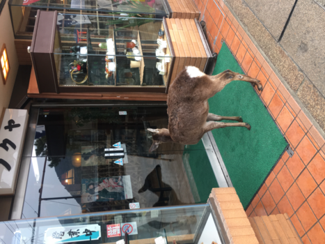 Japan - “Laat me binnen, ik heb honger!!” ( Miyajima -Japan)