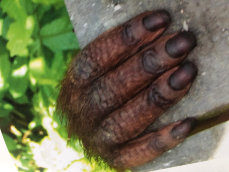 Rondreis door Maleisisch Borneo - Orang oetan Hand zo menselijk