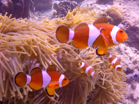 Thailand - nemo