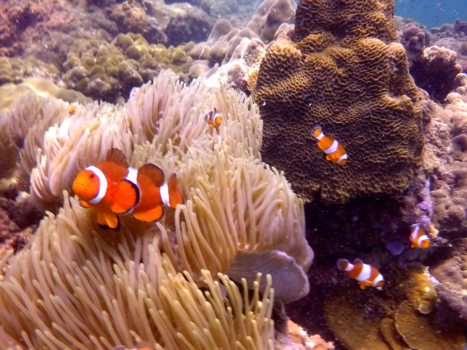 Thailand - finding nemo