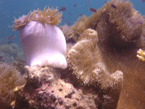 Thailand - underwater